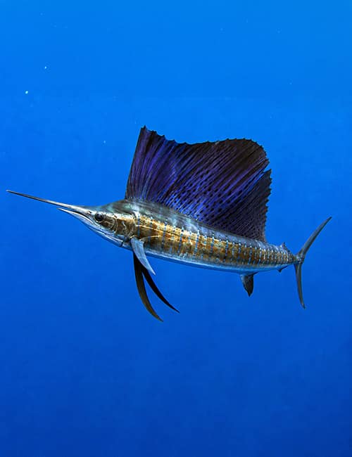 Sailfish Season