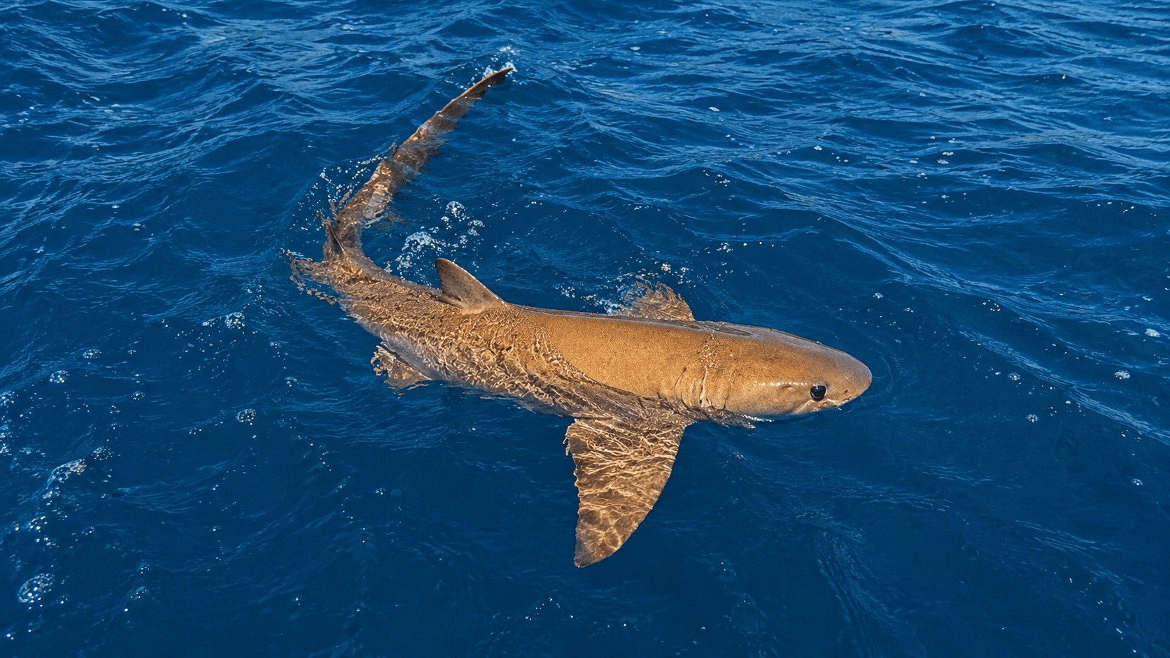 4 Hr Shark Fishing